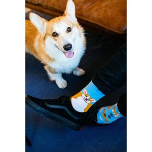 Modro-oranžové ponožky Playful Dog obraz