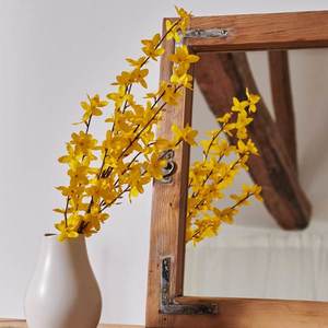 Sinsay - Okrasná rostlina - Žlutá obraz